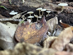 Mycena galericulata