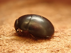 Sphaeridium marginatum