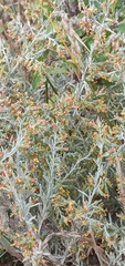 Artemisia maritima
