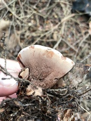 Hydnellum aurantiacum