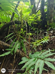 Anemia hirsuta