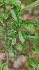Baccharis heterophylla