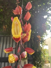 Thunbergia mysorensis