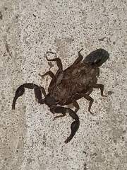 Vaejovis carolinianus