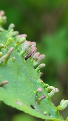 Eriophyes emarginatae