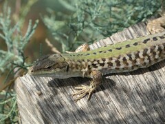 Podarcis siculus