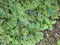 Marchantia polymorpha ruderalis