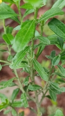 Baccharis heterophylla