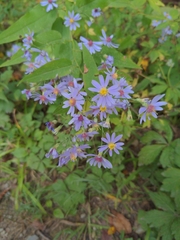Symphyotrichum shortii