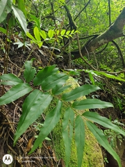 Anemia hirsuta