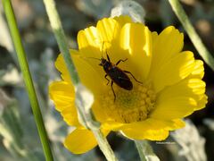 Melacoryphus lateralis