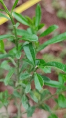 Baccharis heterophylla