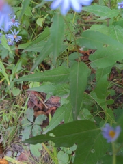 Symphyotrichum shortii