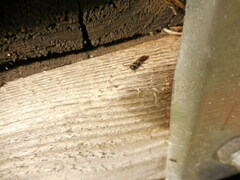 Hylaeus leptocephalus