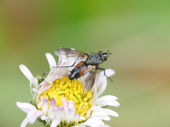 Eriothrix rufomaculata