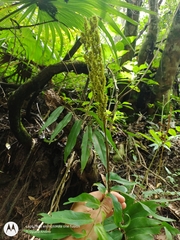 Anemia hirsuta