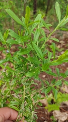 Baccharis heterophylla