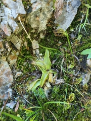 Pinguicula
