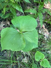 Trillium