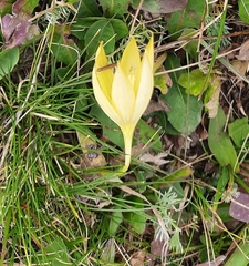 Crocus scharojanii