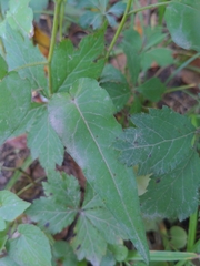 Symphyotrichum shortii