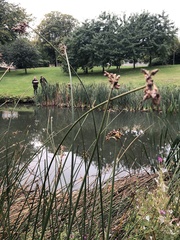 Schoenoplectus lacustris