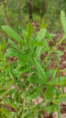 Baccharis heterophylla