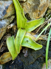 Pinguicula