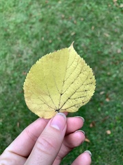 Tilia platyphyllos