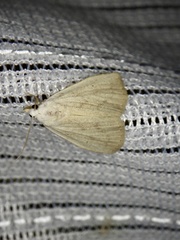 Rivula aequalis