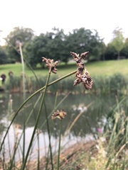 Schoenoplectus lacustris