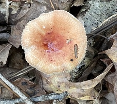 Leucoagaricus rubrotinctus