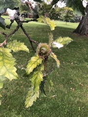 Quercus cerris