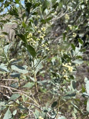 Baccharis halimifolia