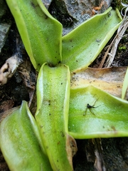 Pinguicula