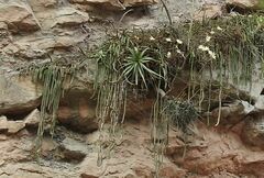 Cleistocactus samaipatanus