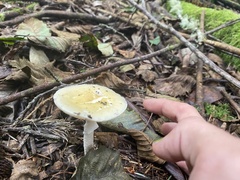 Amanita