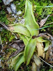 Pinguicula