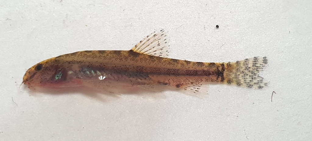Lepidocephalichthys kranos