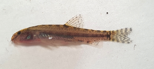 Lepidocephalichthys kranos