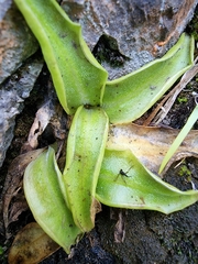 Pinguicula