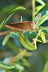 Schistocerca damnifica