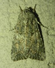 Anarta trifolii