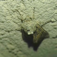 Anarta trifolii