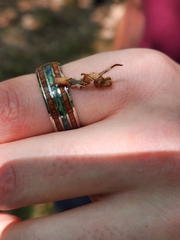 Phyprosopus callitrichoides