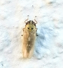 Macrosteles