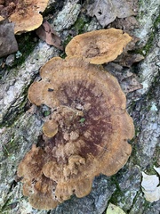 Fuscoporia