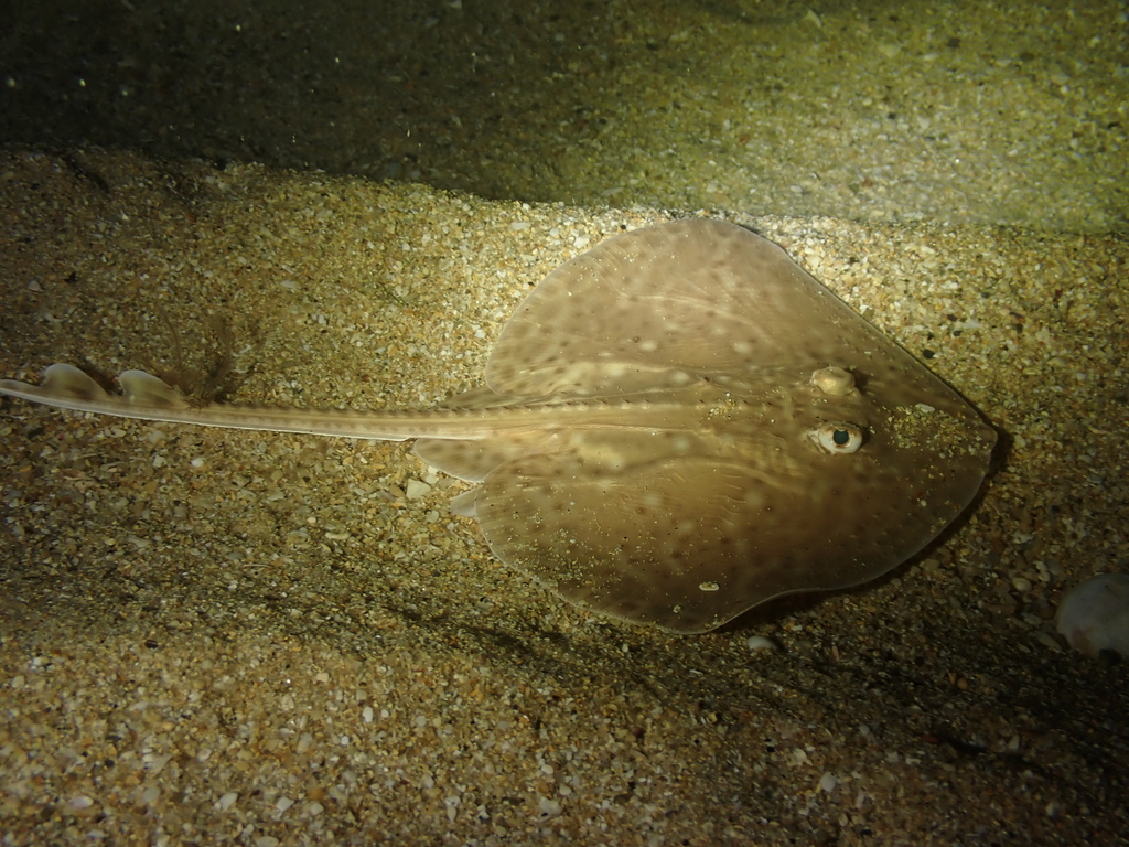 Kleinoogrog (Raja microocellata) — Rajidae