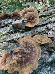 Fuscoporia