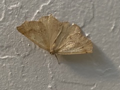 Tetracis jubararia